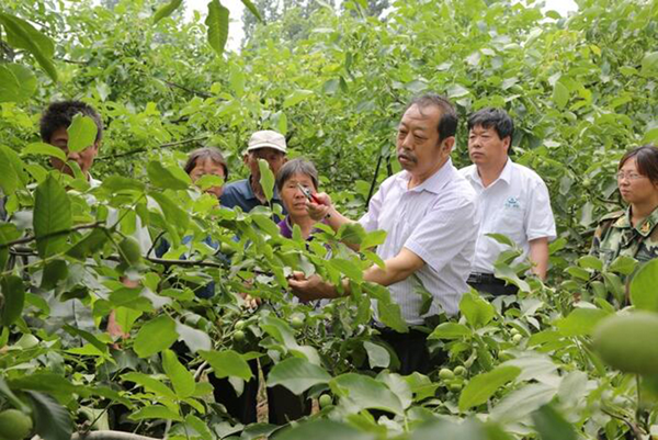 图为李保国在田间为田舍解说核桃栽培实用技术。