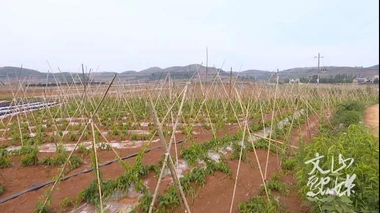 PP电子·仿照器(试玩游戏)官方网站